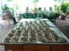 DSC00470-1.JPG