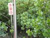 Filename=DSC00780(水筆仔).JPG
Filesize=96KB
圖片尺寸=448x336
加入日期=十二月 09, 2012 DSC00780(水筆仔).JPG