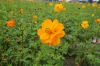 Filename=DSC01002.jpg
Filesize=114KB
圖片尺寸=700x468
加入日期=四月 23, 2010 DSC01002.jpg